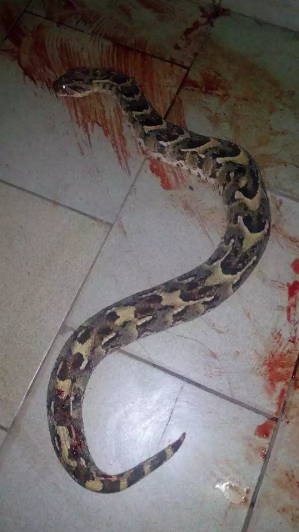 Panic As Deadly Snake Is Killed At Benue State University Medical School (Photo)